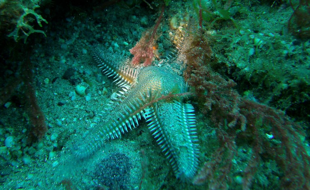Non sono tutti Astropecten platyacanthus